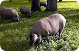 Iberico Shoulder de Bellota Fermín Boneless Iberico Pig 1