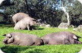 Iberico Shoulder de Bellota Fermín Boneless Iberico Pig 2