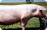 Serrano Ham Campofrío Boneless Pig Photo 2